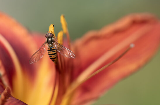 Close-up of a iridescent hoverfly perched on an orange daylily.