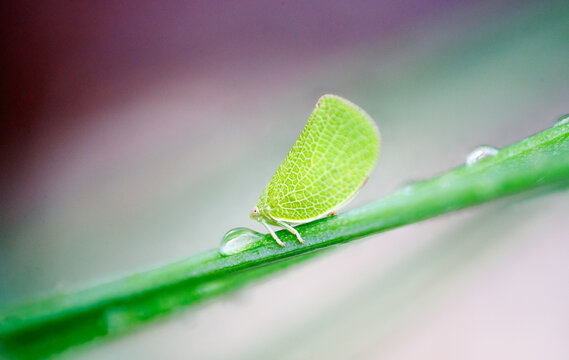 Macro of green Issidae planthopper insect on stem with water droplet.