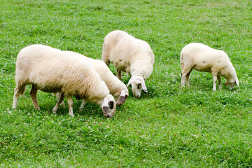 Naklejka premium Jezersko-Solčava sheep grazing on a pasture