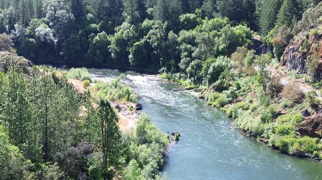 Aerial view above tall trees in the pacific northwest of a high volume river flowing around a bend showcasing whitewater rapids below tall over hanging trees.