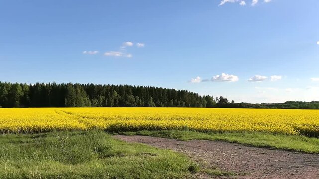 Bright yellow rapeseed field with green border and forest in summer