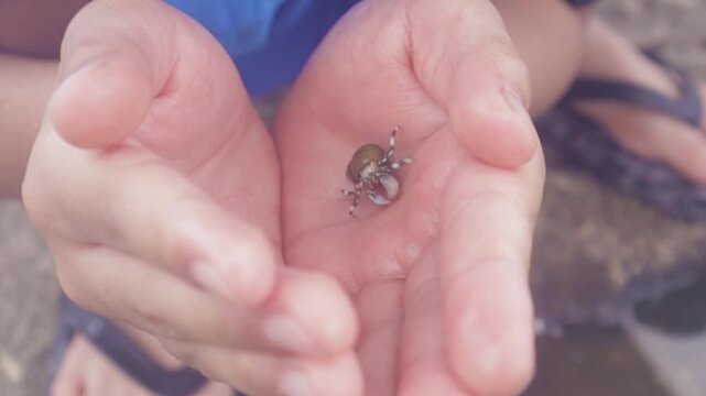 Small hermit crab in child hands, walking crawling with display of claw, legs and pinchers . Close up of cute tiny exotic crustacean shellfish creatures