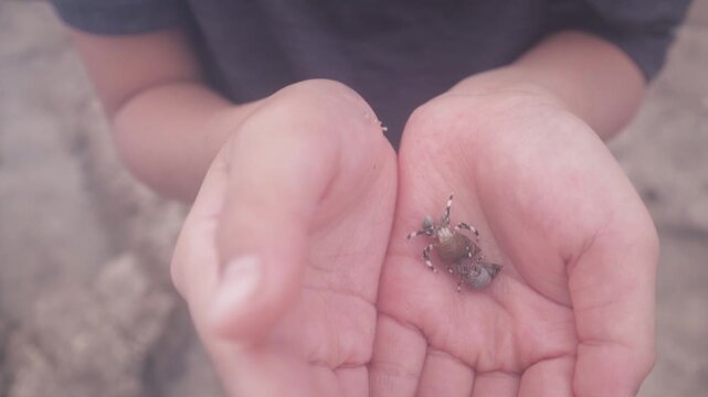 Small hermit crabs in child hands, walks crawls with display of claw, legs and pinchers . Close up of cute tiny exotic crustacean shellfish creatures