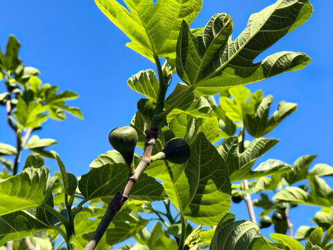 Late spring season desert king fig fruit on health tree with clear blue sky