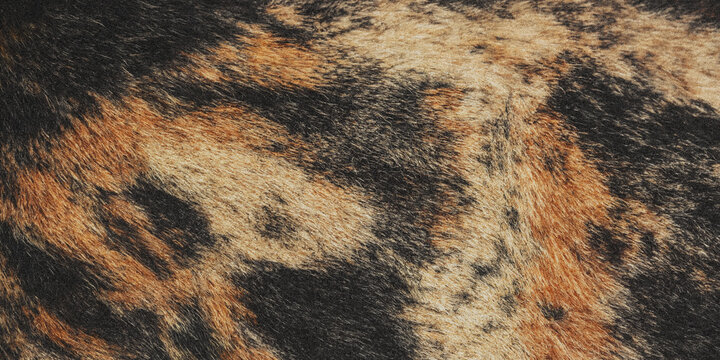 Cowhide texture a close up photograph of mottled brown and black fur cattle hide skin