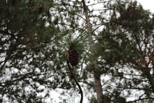 Pinus