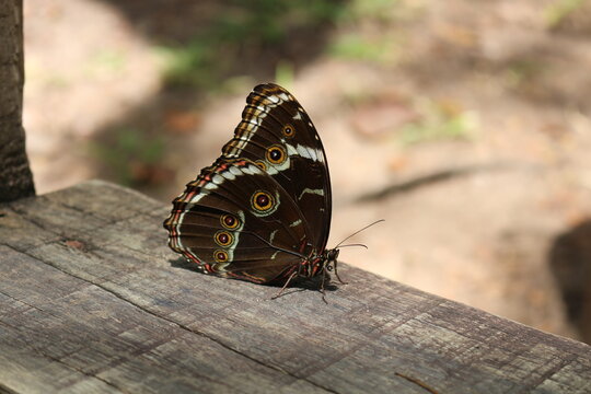 Borboleta