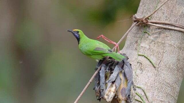 Golden-fronted leafbird (Chloropsis aurifrons) bird is eating a banana.