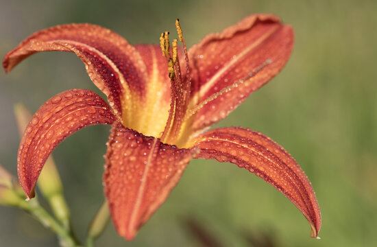 A close-up of a daylily with glistening water droplets. The background is green.