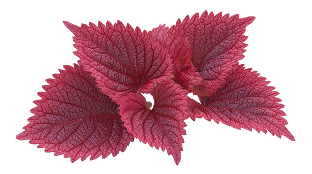 Fresh red perilla leaves showcasing vibrant herbal foliage aromatic culinary ingredient medicinal plant isolated on white background