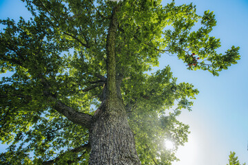 Fototapeta premium Tall deciduous tree with lush green leaves viewed from below against a clear blue sky, sunlight filtering through the branches creating a natural canopy effect