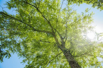 Fototapeta premium Low-angle view of a tall green tree with bright leaves against a clear blue sky and sunlight filtering through the foliage, creating a vibrant natural scene