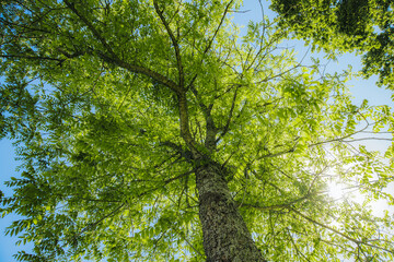 Fototapeta premium Tall green tree with lush foliage viewed from below against a bright blue sky, sunlight filtering through the leaves creating a vibrant natural scene