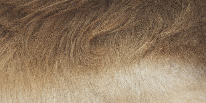 Brown and cream colored fur texture close up photograph of animal hair close up macro mammal