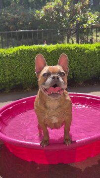 A cute French bulldog cooling off in a child's plastic pool on a patio, on a hot summer day.