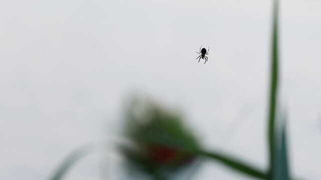 Orb-weaver spider in its web above calm water, macro 4K nature footage