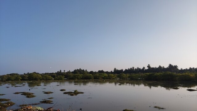 Calm water surface reflecting trees and clear blue sky at sunrise