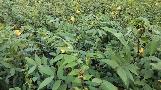 Green plants with yellow flowers in a field, natural scenery
