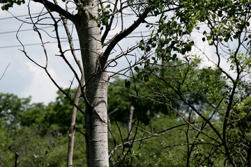 Fototapeta premium Unknown bird in tree