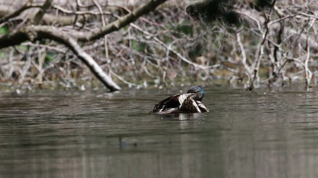 Mallard duck on a lake beside a fallen log, 4K nature footage