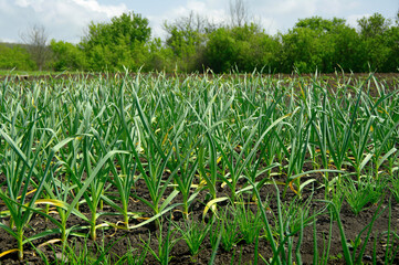 Fototapeta premium Garlic in a garden bed against a backdrop of growing trees. A rural vegetable garden. Organic vegetables growing in fertile soil. A sunny day.