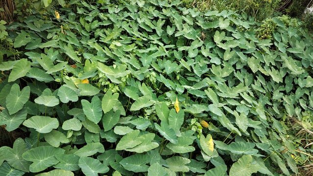 Growing Lush Green Taro Leaves in a Tropical Garden Setting Natural View
