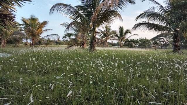 Sunlight shining over a lush green meadow with tropical palm trees in a serene landscape