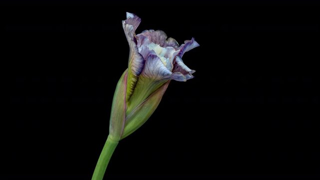 Time lapse of iris flower opening. Spring flower iris blooming on black background.	