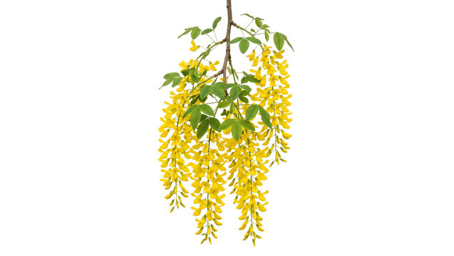 Vibrant yellow laburnum flowers hanging from a woody branch with green leaves isolated on a clean white on transparent background