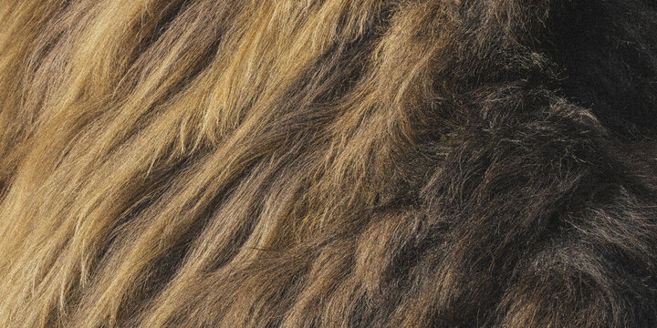 Lion mane fur texture close up photo with golden brown and dark shades animal wildlife