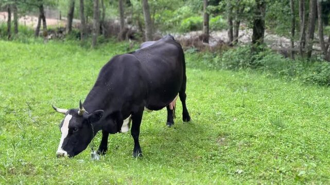 Black cow grazing on green meadow near forest.