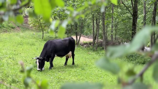 Black cow grazing on green meadow near forest.
