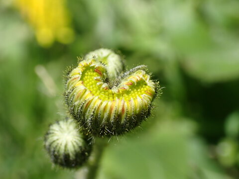 Macro of Catsear or False Dandelion with fasciation or cresting of the flower head with blurred green background