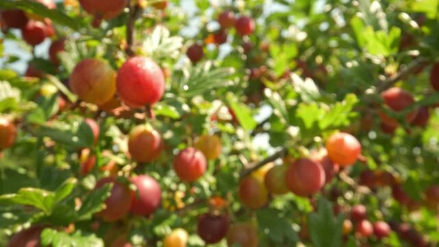 Pushing closer toward succulent pink and red gooseberries hanging on thorny branches revealing glistening water droplets shining under bright sunlight against a blurred outdoor background