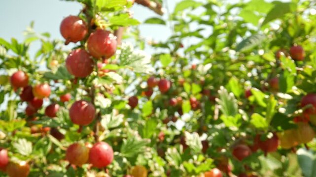 Panning slowly toward fresh red and pink gooseberries hanging on thorny branches revealing glistening water droplets shining under bright sunlight against a blurred outdoor background