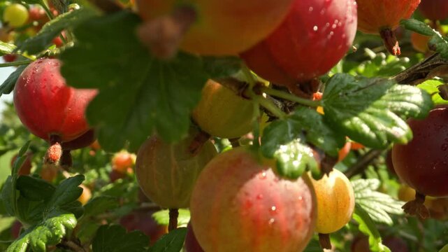 Upwards closeup of fresh red and yellow gooseberries growing on a thorny branch glistening with water drops outdoors