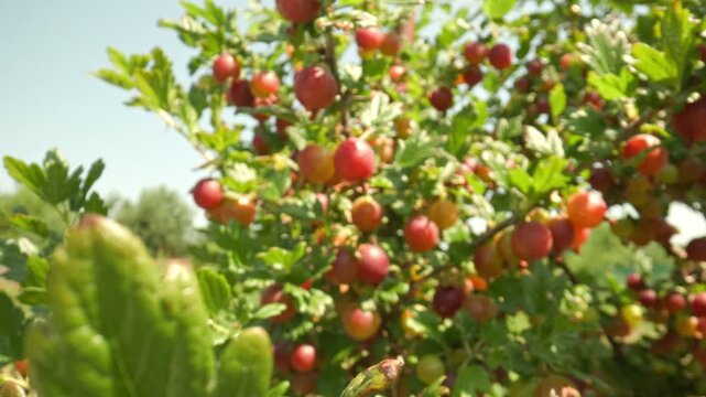 Focusing on green leaves then pushing in and shifting focus to succulent red gooseberries hanging on thorny branches glistening with water drops outdoors