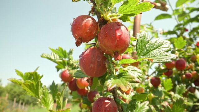 Juicy red and pink hinnonmaki rod gooseberry fruits hanging on thorny branches swaying gently in the wind and glistening with water drops while zooming out outdoors against a clear sky