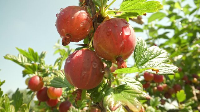 Wet ripe pink and red hinnonmaki rod gooseberry fruits with water drops hanging on thorny branches swaying gently in the wind and glistening under the sun while panning right