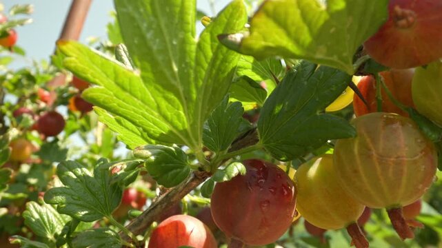 Panning across a bush displaying juicy red and yellow gooseberries glistening with water drops among green leaves and thorns outdoors