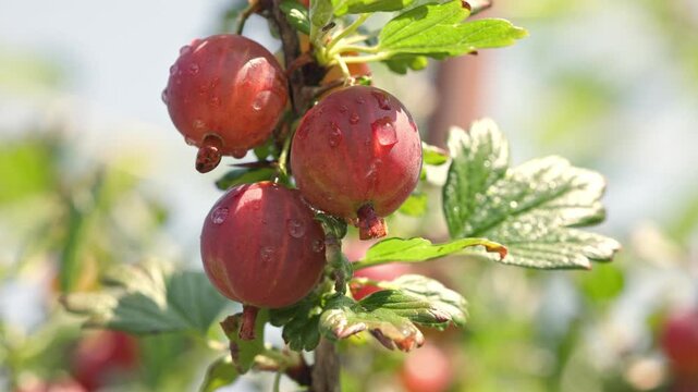 Vibrant red gooseberries hanging on a branch swaying gently in the wind and glistening with water drops among green leaves and thorns outdoors