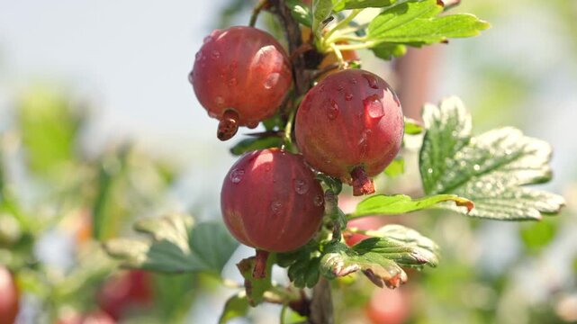 Juicy red gooseberries with water droplets hanging on a branch and glistening while swaying gently amidst green leaves outdoors