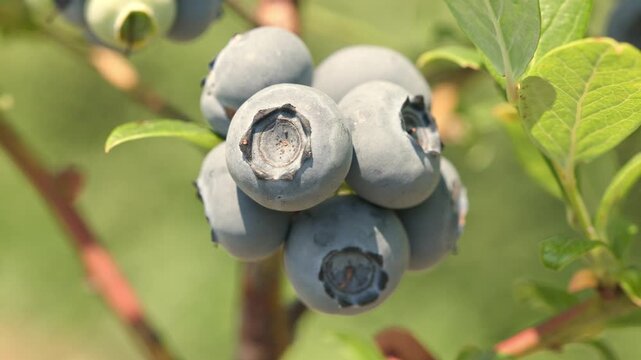 Plump fresh blueberries hanging on a branch and swaying gently amidst green leaves outdoors