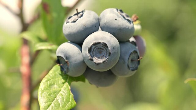 Ripe blueberries growing on a branch swaying gently among green leaves outdoors