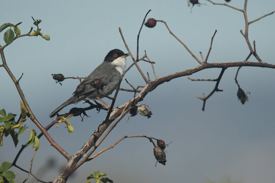curruca cabecinegra en la zarza