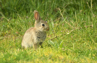 conejo de campo en la hierba © Juan Pablo Fuentes S