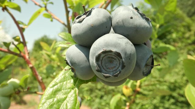 Ripe blueberries growing on a branch gently swaying and hanging among green leaves outdoors