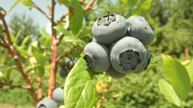 Focusing closely on a cluster of fresh plump ripe blueberries growing on a branch with green leaves in a bright outdoor garden