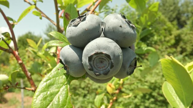 Camera panning closely around a cluster of fresh plump ripe blueberries growing on a branch with green leaves in a sunny outdoor garden