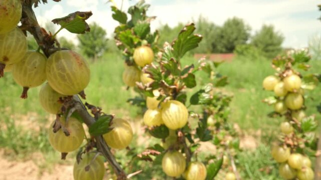 Succulent yellow and green gooseberries hanging and swaying gently on a thorny branch with leaves outdoors